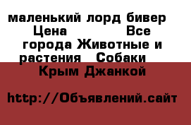 маленький лорд бивер › Цена ­ 10 000 - Все города Животные и растения » Собаки   . Крым,Джанкой